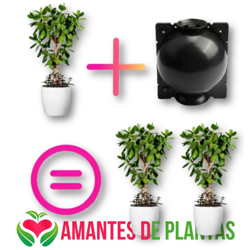 Clone Suas Plantas Favoritas - PlantClone™